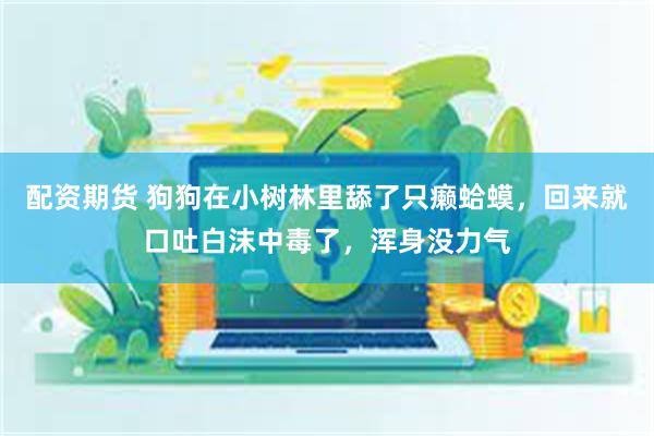 配资期货 狗狗在小树林里舔了只癞蛤蟆，回来就口吐白沫中毒了，浑身没力气